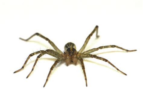 Grass Spider Agelenopsis Sp Flickr Photo Sharing