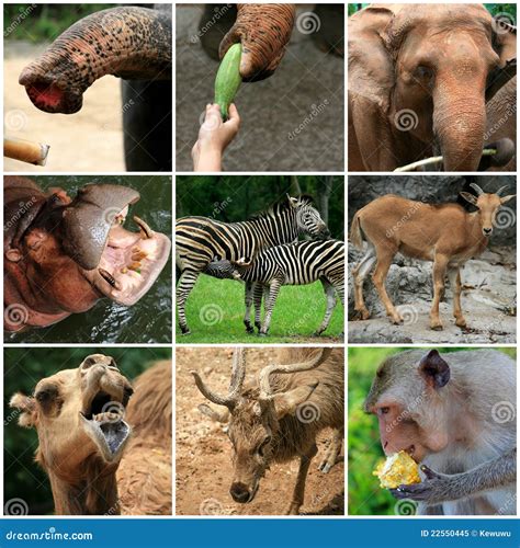 A Collage Of Animals From The Zoo Royalty Free Stock Photo Image