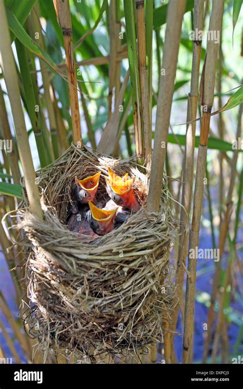 Reed Warbler Nest Hi Res Stock Photography And Images Alamy