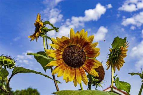 15 Must See Sunflower Fields In Kansas Summerautumn 2021 Great