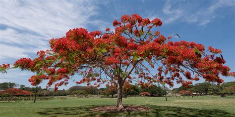 Top 10 Florida Trees With Red Flowers