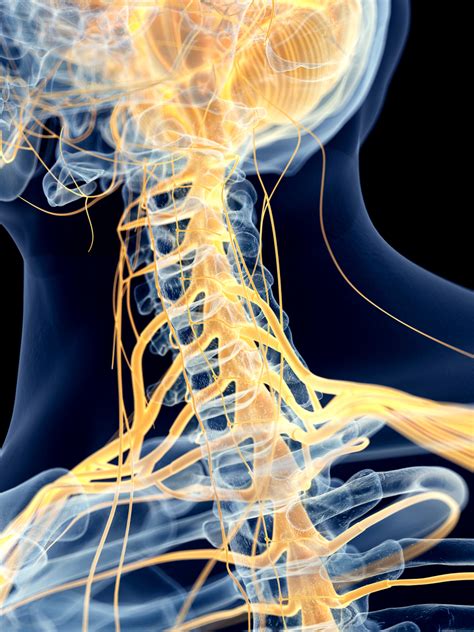 Trapped Nerves In The Neck Buxton Osteopathy Clinic