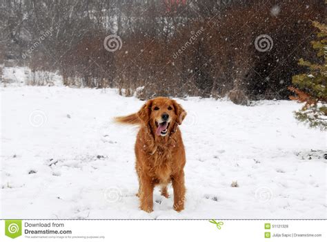 Golden Retriever At Snowfall Stock Photo Image Of Cute Friend 51121328