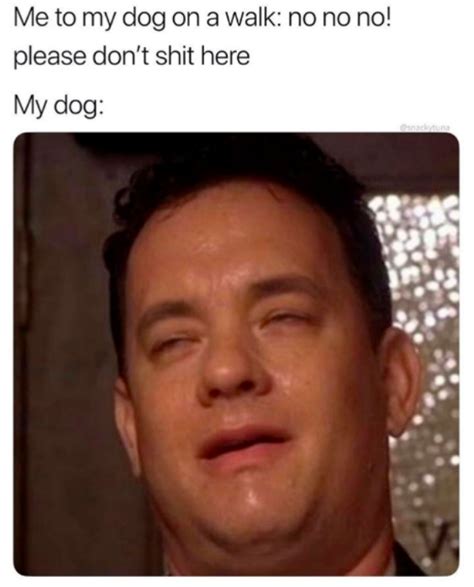 Dog Memes To Show Your Dog Even Though He Cant Read 30 Photos