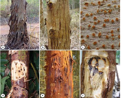 Symptoms Of Fungal Stem Canker Diseases Of Eucalypts In Northern And