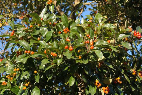 Dec 17, 2018 · types of thorn bushes. Free Images : flower, bush, food, red, produce, evergreen ...