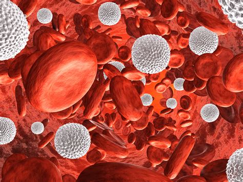 Method Restores Function Of White Blood Cells In Septic Patients