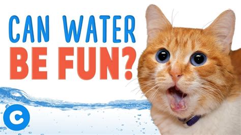 A cat's willingness to trill can, in part, be seen as a sign of their comfort, ease and trust in you. Why Do Cats Hate Water? | Chewy - YouTube