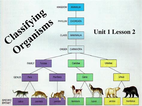 Ppt Classifying Organisms Powerpoint Presentation Free Download Id