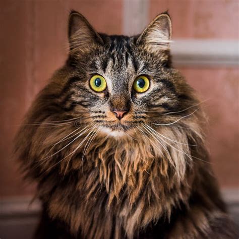 Norwegian Forest Cat Portrait Close Up With Big Fluffy Muzzle Stock