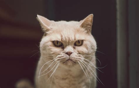 Wallpaper Animals Cat Serious Cats Look Funny Pet Glance Stare