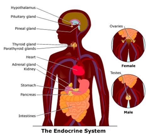 The Heart As An Endocrine Gland Owlcation
