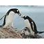 Gentoo Penguin Facts Habitat Predators Lifespan Pictures