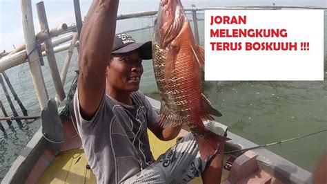 Mancing Mangrove Jack Besar Kaliwatu Semarang Youtube