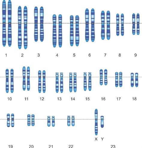 Normal Karyotype Of Human