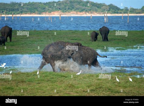 Elephants At Kaudulla National Park Sri Lanka Stock Photo Alamy