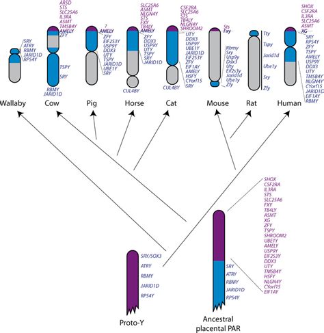 Gene Homology Between Extant Mammalian Y Chromosomes Compared To