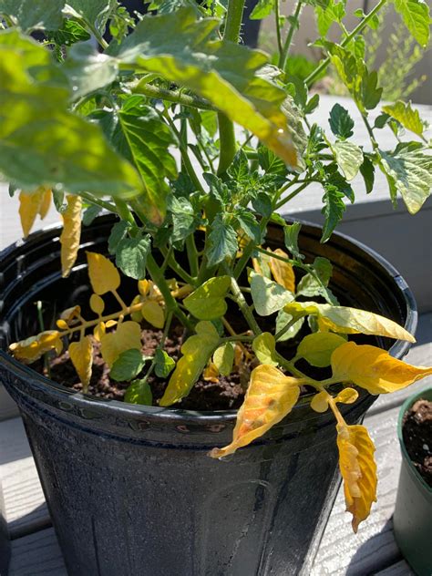 I transplanted some zucchini seedlings about 2 weeks ago and one has developed this significant whitening on the leaves. Any idea why my tomato plant's leaves are turning yellow ...