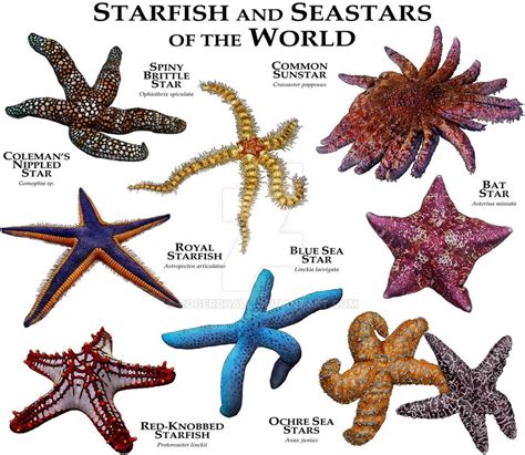 Starfish And Sea Stars Of The World Starfish Marine Animals Ocean