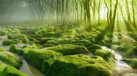 543837 Nature Trees Forest Green Sun Rays Sunlight Branch Stones Moss