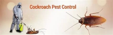 Cockroaches Pest Control Services At Rs 4square Feet कॉकरोच पेस्ट कंट्रोल सर्विस कॉकरोचेस