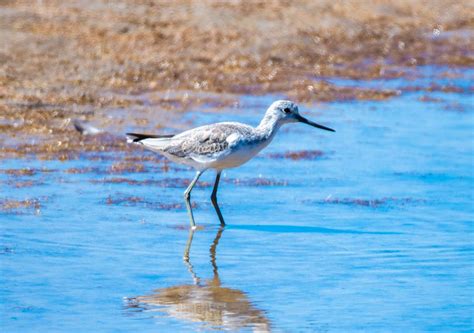Here's seven of the coolest south australian bird calls and some interesting facts about the birds that make them: Songbirds | Australian Wildlife Journeys