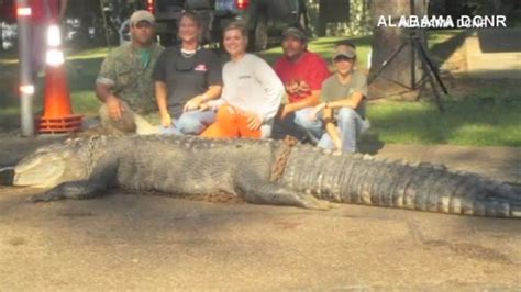 Record Breaking Alligator Bagged In South Alabama