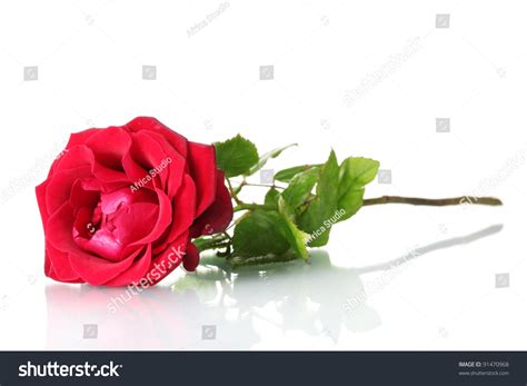 Beautiful Red Rose Isolated On White Stock Photo 91470968 Shutterstock