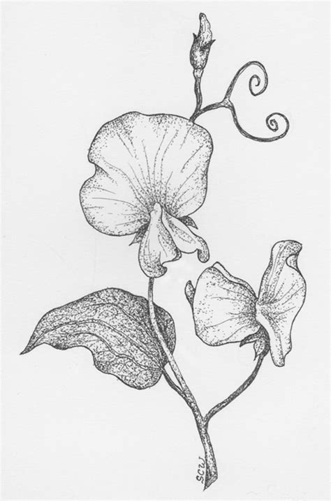 How To Draw Sweet Pea Flowers At How To Draw