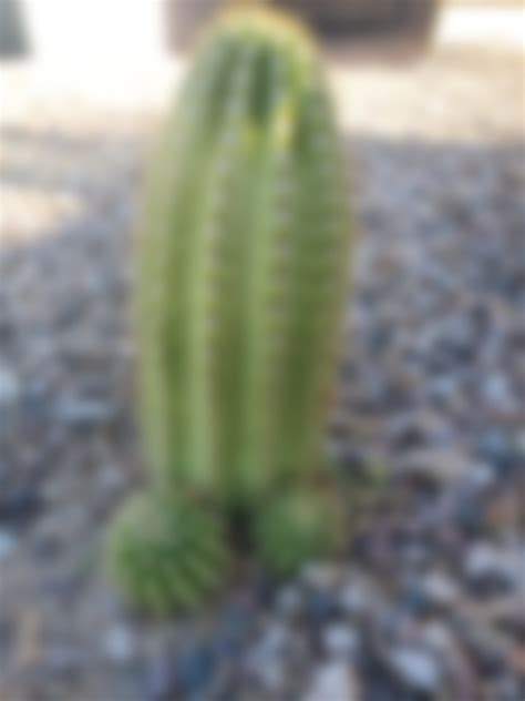 My Cactus Looks Like The Male Organ Of Love Rfunny