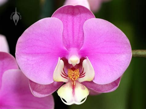 Phalaenopsis orchids, also known as moth orchids or phals, are a popular house plant native to australia and southeastern asia. AboutOrchids » Blog Archive » Valentine's Orchids