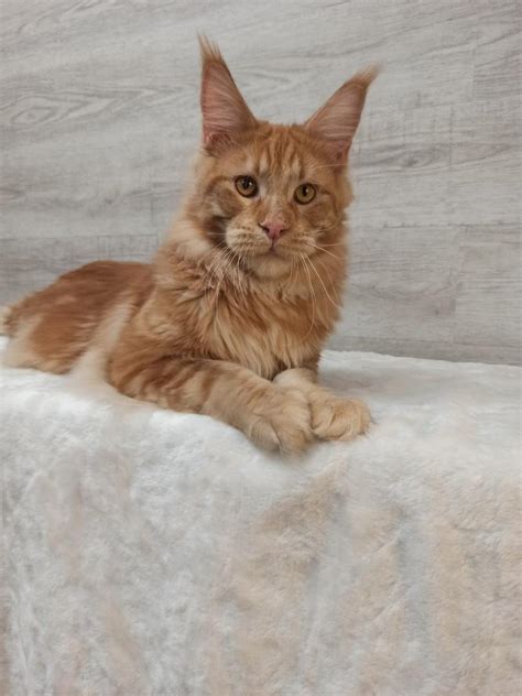 Also a farm cat, the maine coon resembles a raccoon. Maine Coon, Maine coon. Kitten., Cats, for Sale, Price