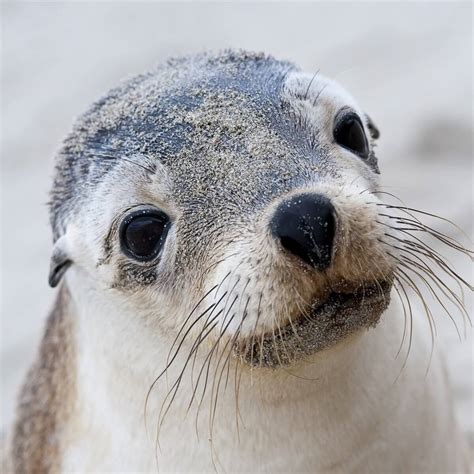 Sky High Science Helps Endangered Sea Lions Suas News The Business