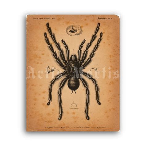 Printable Tarantula Spider Vintage Arachnid Natural History Illustration