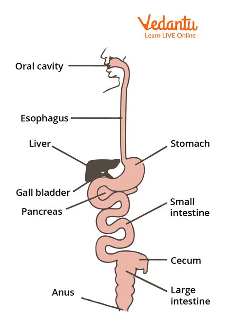 Gastrointestinal Tract Structure Functions Flow Chart And Diagram