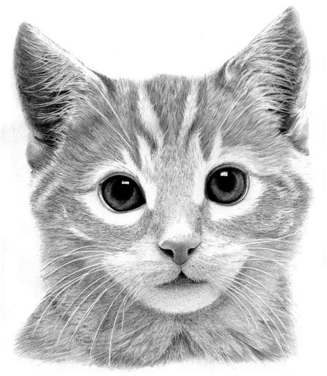 Pencil Drawing Kitten Pencildrawing2019