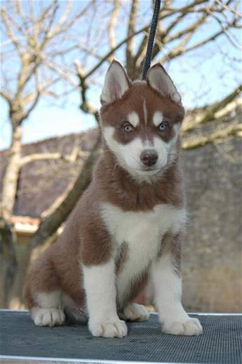 Bebe Husky Shefalitayal