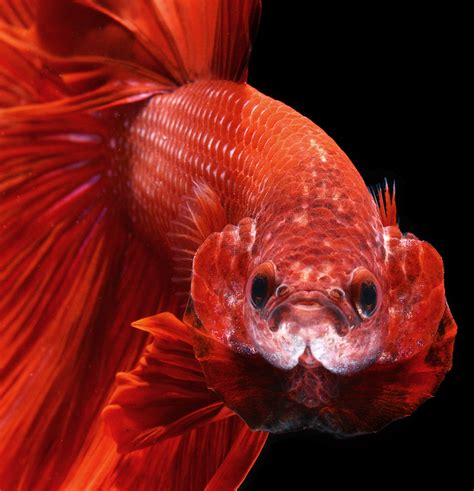 Incredibly Close Up Of Colorful Siamese Fighting Fish By Visarute