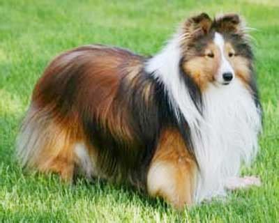 Check spelling or type a new query. Anjing Shetland Sheepdog