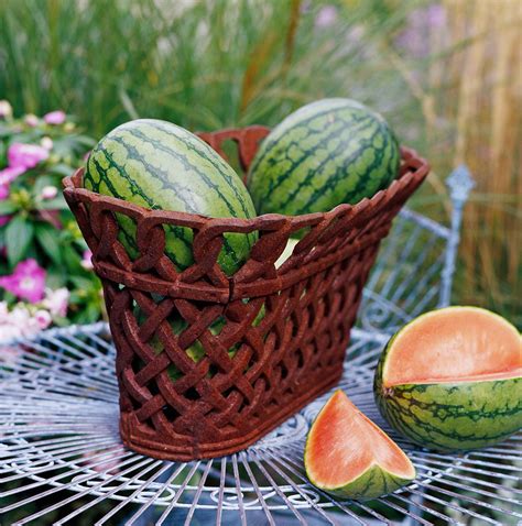 How To Plant And Grow Watermelon
