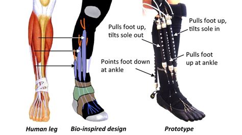 This means that the little toe can only be extended by the extensor digitorum longus muscle only. These Robotic Super Socks Will Aid Rehabilitation | Gizmodo Australia