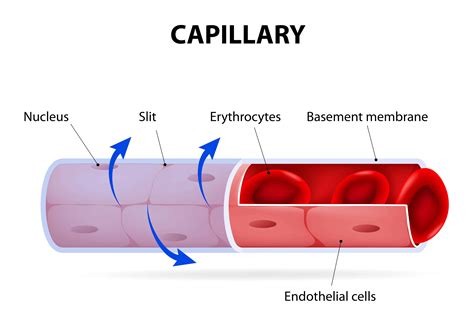 3 Types Of Capillaries Plus Interesting Facts