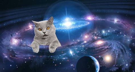Cats Think The World Revolves Around Thembut It Does So Thats Okay