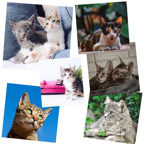 Adopt your cats online with PetCurious!