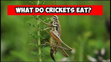 What Do Crickets Eat Hedge The Book