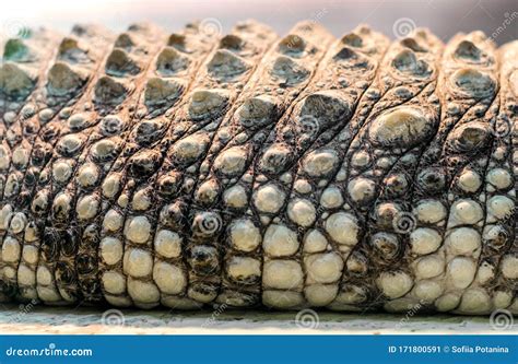 Alligator Crocodile Skin In Detail Close Up Stock Image Image Of