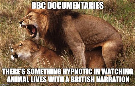 bbc imgflip