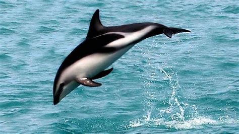 Hourglass Dolphin Dolphin Hourglass Dusky Dolphin Dolphin Facts