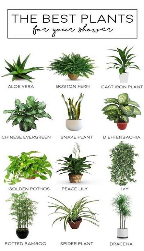 10 Types Of Indoor Plants That Are Useful Youth Village Kenya