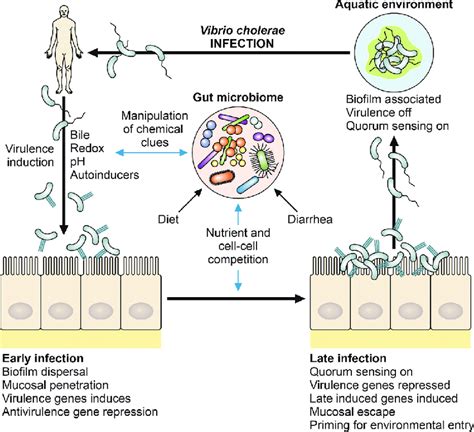 Interaction Of The Gut Microbiome With Environmental Signaling During